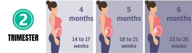 Navigating Infrared Sauna Use in the Second Trimester of Pregnancy